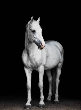 Siyah arka planda beyaz aygır portresi