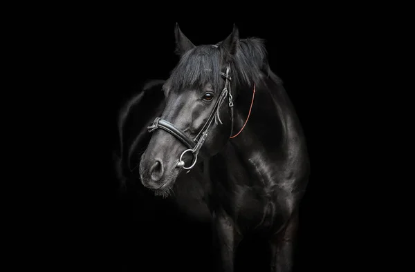 Retrato Blackstallion Fundo Preto — Fotografia de Stock