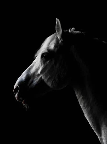 Retrato Semental Blanco Sobre Fondo Negro — Foto de Stock