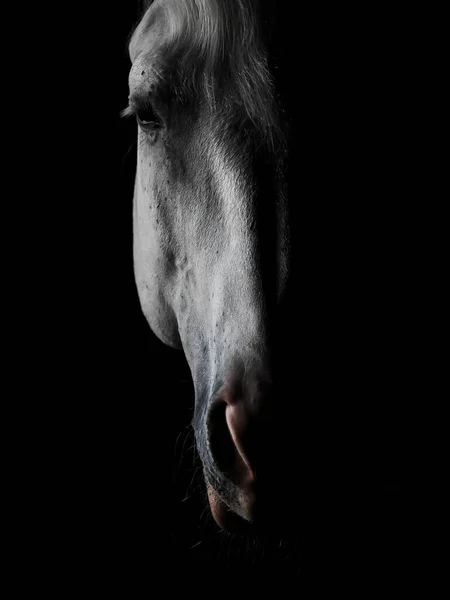Portrét Bílý Hřebec Černém Pozadí — Stock fotografie