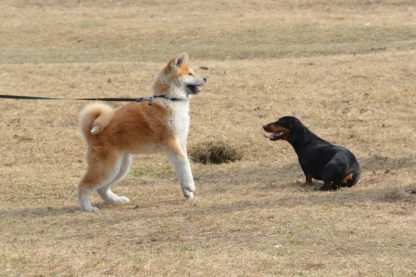 Две собаки на лужайке — стоковое фото