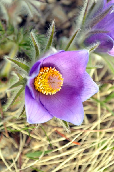 Lila crocus blomma — Stockfoto