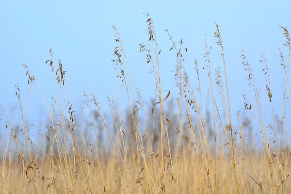 Dry yellow grass — Stock Photo, Image