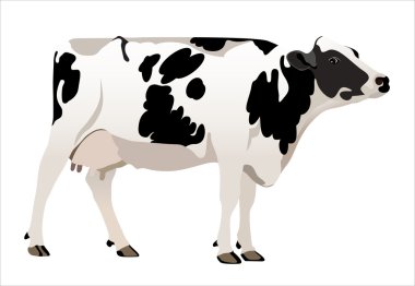 inek vector Illustrator