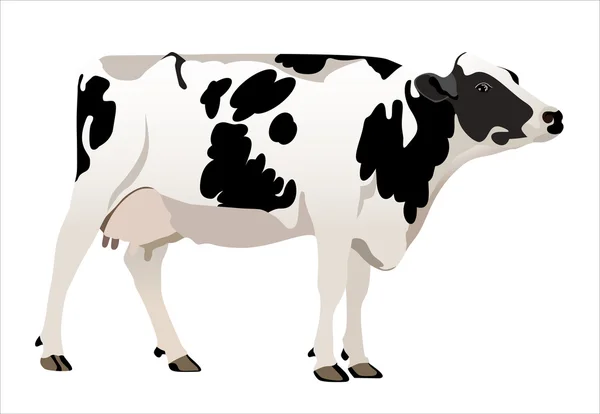 Vaca vector ilustrador — Vector de stock