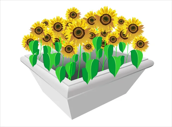 Sunflowers in flower pots over white background — Stock Vector