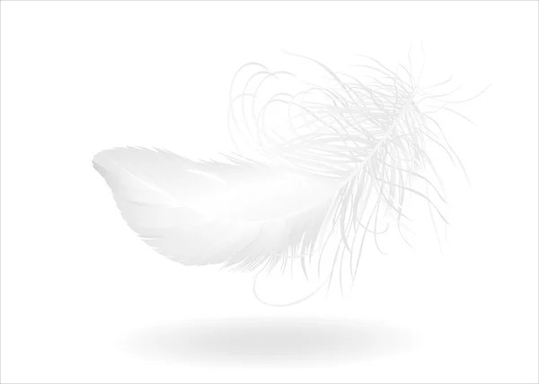 Single feather on white — Stock Vector