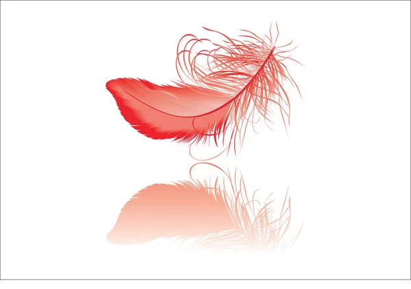 Red feather with reflection — Stock Vector