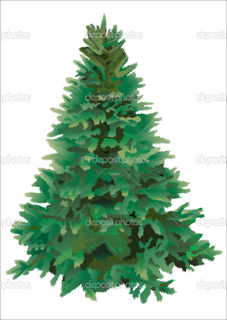 Fir tree for Christmas on white background