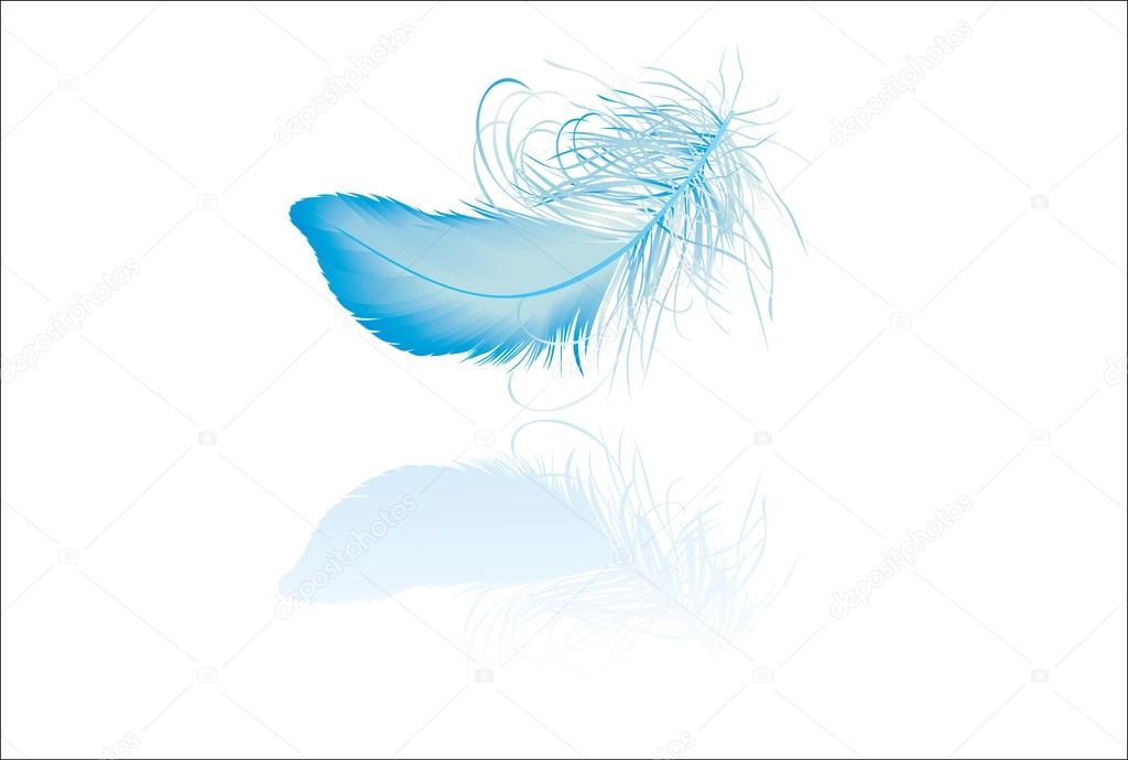 Blue elegant feather with reflection
