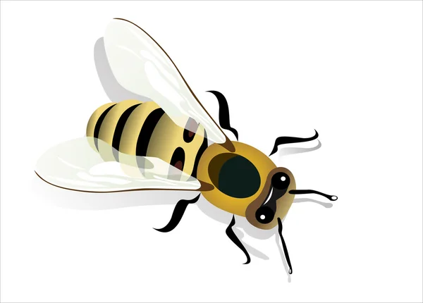 Na białym tle pszczoły miodnej — Wektor stockowy