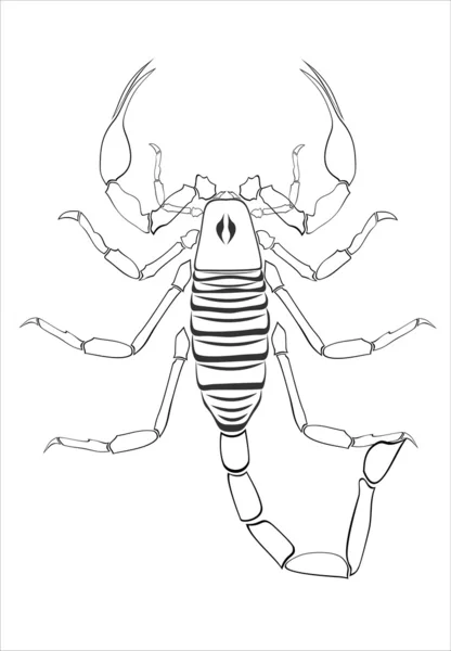 Skorpion, Bild für Tätowierung, Symbol oder Logo — Stockvektor