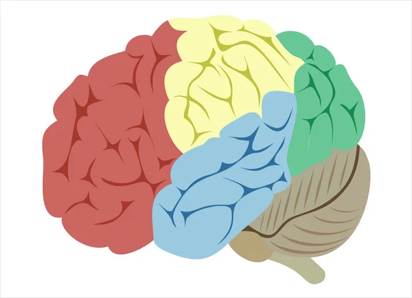 Människans hjärna — Stock vektor