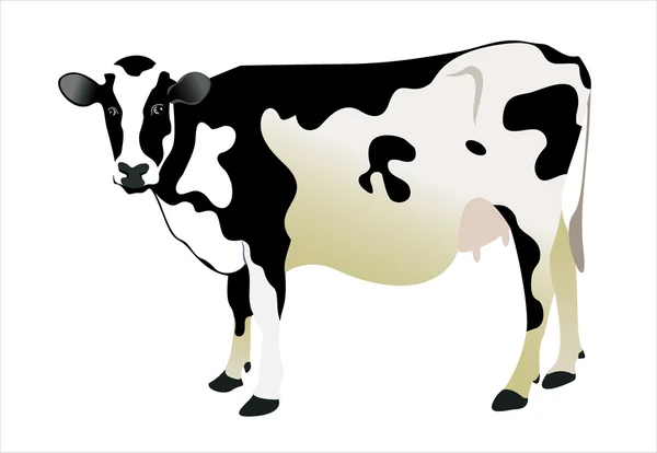 Vaca aislada sobre fondo blanco — Vector de stock