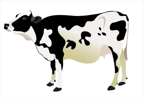 Vaca aislada sobre fondo blanco — Vector de stock