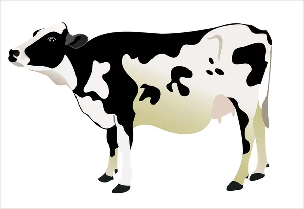 Vache isolée sur fond blanc Vecteurs De Stock Libres De Droits