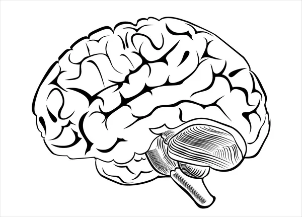 Cérebro humano — Vetor de Stock
