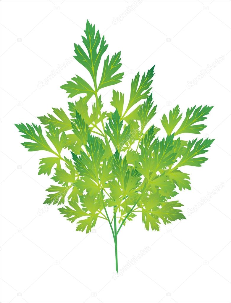 green leaves of parsley isolated on white background