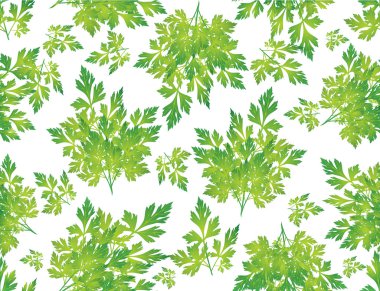 sorunsuz çim arka plan, yeşil maydanoz yaprakları