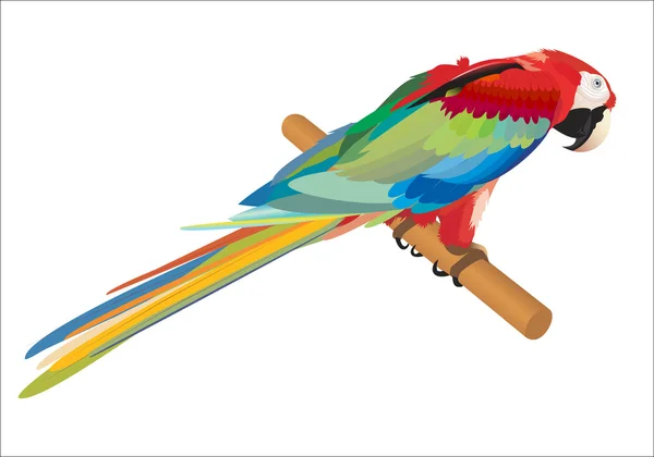 Perroquet rouge — Image vectorielle