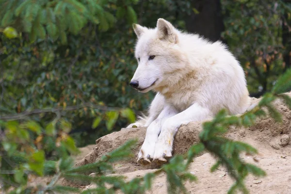 Witte wolf — Stockfoto