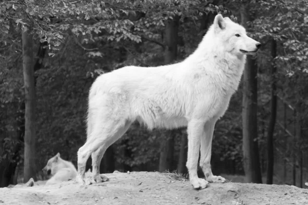 Lobo branco — Fotografia de Stock