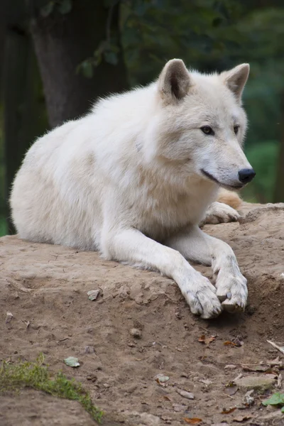 Witte wolf — Stockfoto