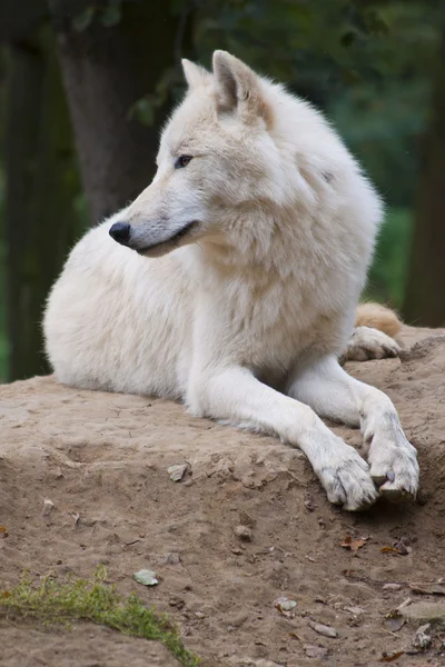 白狼 — ストック写真 © jures #7441257