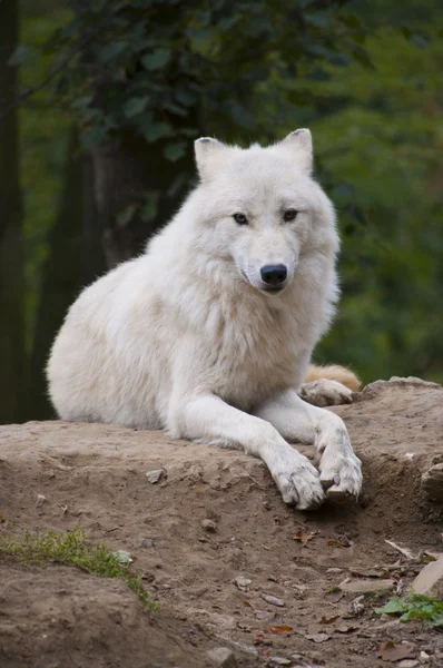 Biały Wilk — Zdjęcie stockowe