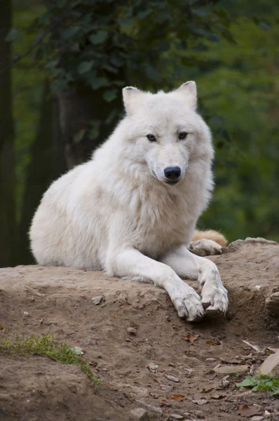 Lupo bianco — Foto Stock