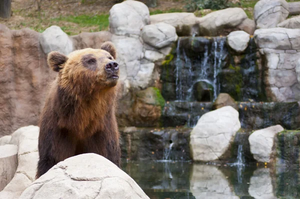 Braunbär — Stockfoto