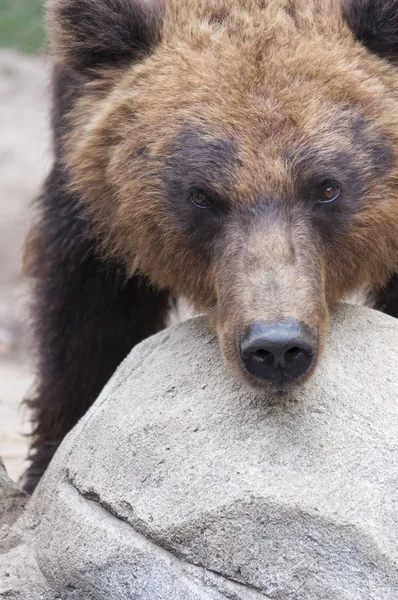 Braunbär — Stockfoto