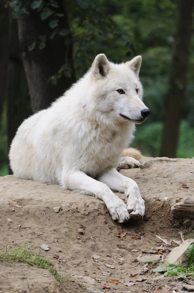 Witte wolf — Stockfoto