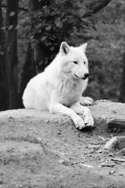 白狼 — ストック写真 © jures #7441330