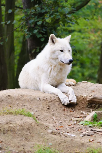 白狼 — 图库照片