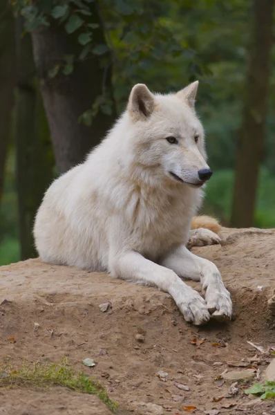 Witte wolf — Stockfoto