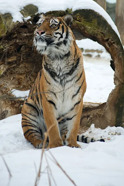 Tiger — Stockfoto