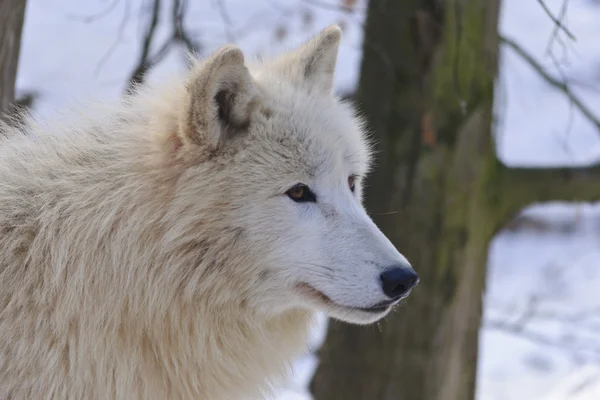 Witte wolf — Stockfoto