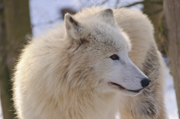 Белый волк — стоковое фото