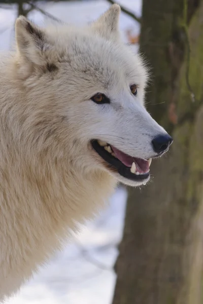 Weißer Wolf — Stockfoto