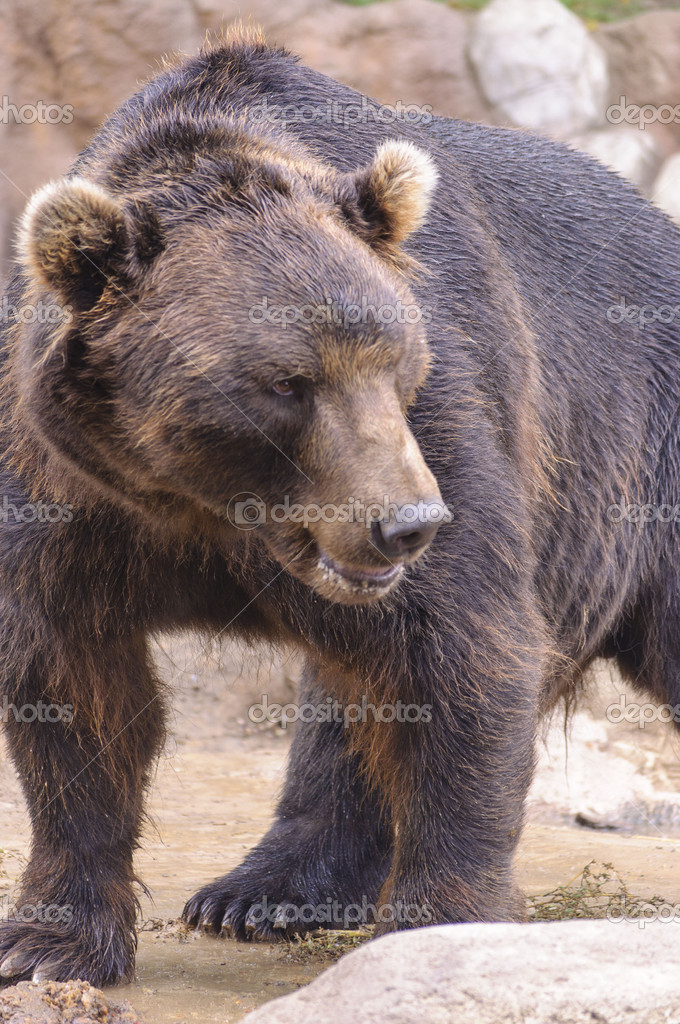 棕色的熊– 图库图片