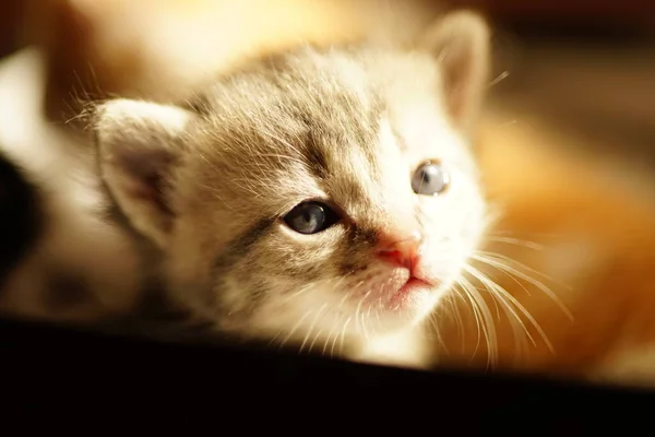 Portret Van Een Klein Grijs Kitten Zonnige Dag — Stockfoto