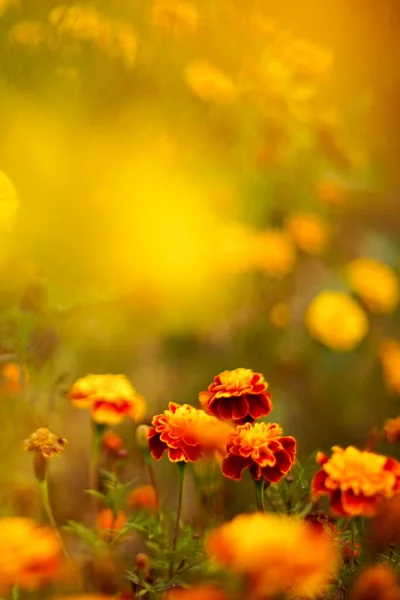 オレンジと黄色の花のマリーゴールドの秘密の庭 秋の花アートカード — ストック写真