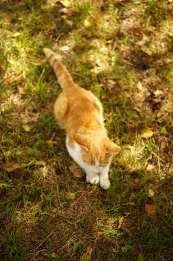 Güz güneşli bahçesinde dinlenen kızıl beyaz bir kedinin portresi