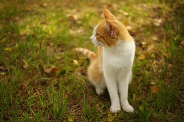 Sonbahar bahçesinde oturan kızıl beyaz bir kedinin portresi