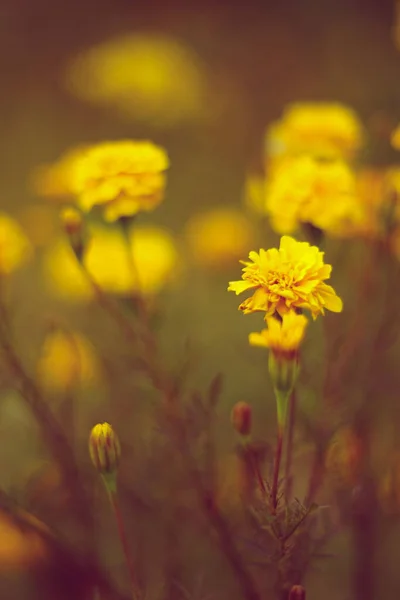 黄色の花のマリーゴールドと秋の庭 フラワーアートの牧草地 — ストック写真