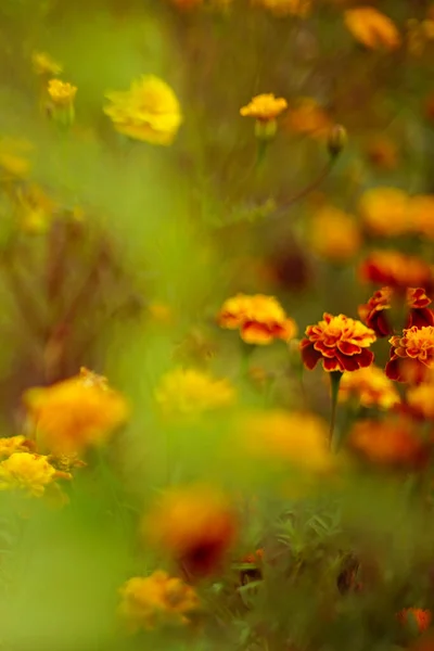 Jardín Otoño Con Flores Caléndula Naranja Increíble Niebla Verde Bokeh — Foto de Stock