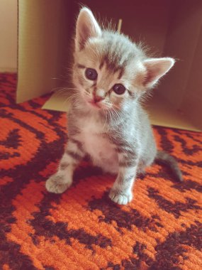 Kırmızı halıda oturan sevimli bir kedi yavrusu..