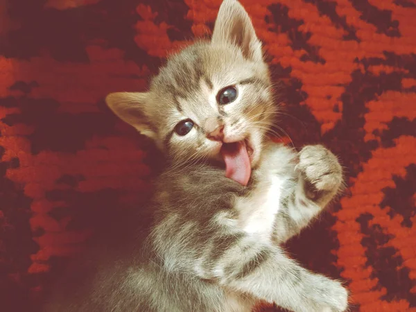 Gatinho Cinza Bonito Lambe Seu Corpo Tapete Vermelho — Fotografia de Stock