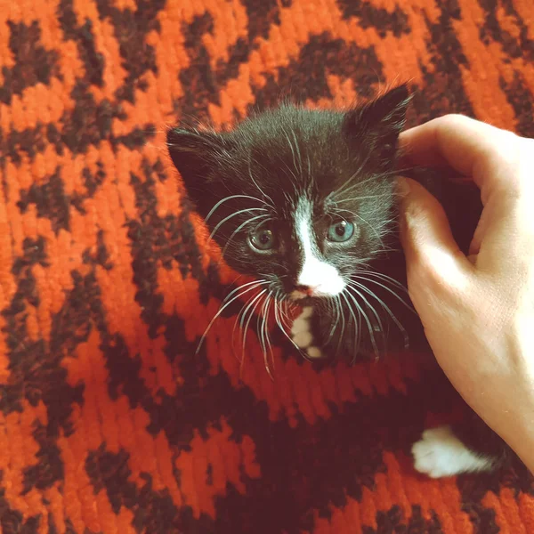 Female hand touch cute black white kitten on the red carpet